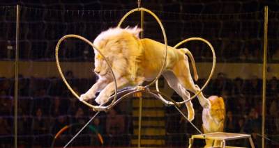 Λήξη συναγερμού στην Ιταλία -Κτηνίατροι ακινητοποίησαν το λιοντάρι που το έσκασε από τσίρκο