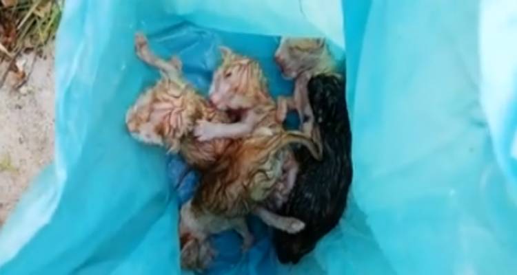 Animal Rescue Lemnos: SOS! Βοηθήστε να σωθούν γατάκια που βρέθηκαν κλεισμένα σε σακούλα! (video)