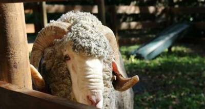 Στην Αυστραλία ξέμειναν από... πρόβατα!