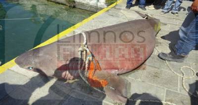 Λήμνος: Τεράστιος καρχαρίας πιάστηκε σε δίχτυα ψαρά (photos)