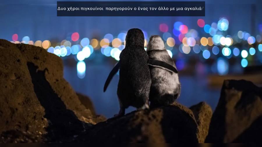 Δυο χήροι πιγκουίνοι παρηγορούν ο ένας τον άλλο με μια αγκαλιά