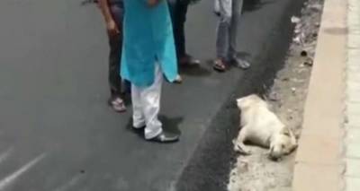 Φρίκη: Ασφαλτόστρωσαν σκύλο που κοιμόταν στην άκρη του δρόμου [εικόνες &amp; βίντεο]