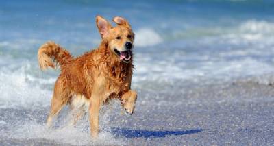 Animal Rescue Lemnos: Επιτρέπονται τα σκυλιά στις παραλίες;