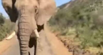 Το σαφάρι του τρόμου | Ελέφαντας επιτέθηκε στον Αρνολντ Σβαρτσενέγκερ (video)