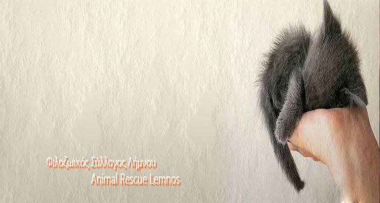 Έκκληση για βοήθεια από τον φιλοζωικό σύλλογος «Animal Rescue Lemnos»