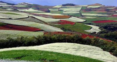 Πανδαισία χρωμάτων στους αγρούς της Κίνας! (photos)