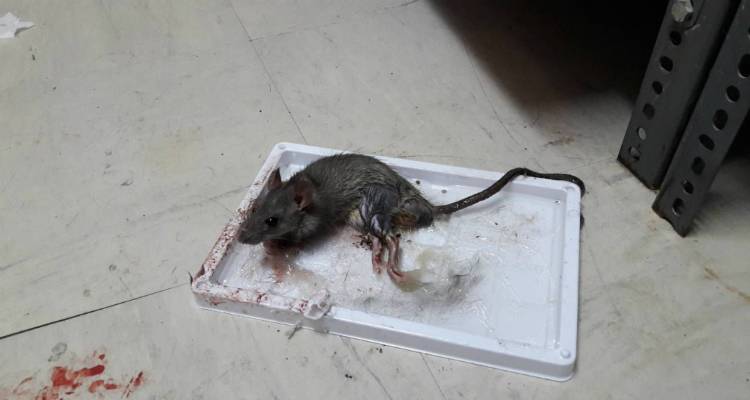 ΠΟΕΔΗΝ κατά Πολάκη: Ποντίκια στα νοσοκομεία | Να χαίρεστε τους διοικητές (photos)