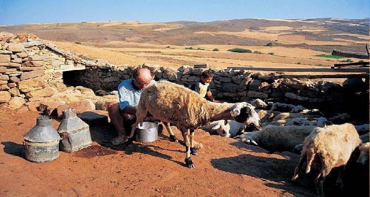 Μέχρι 45 ευρώ το κεφάλι πριμ για τα αιγοπρόβατα