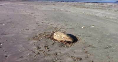 Θαλάσσια χελώνα εντοπίστηκε νεκρή σε παραλία της Λήμνου (photos)